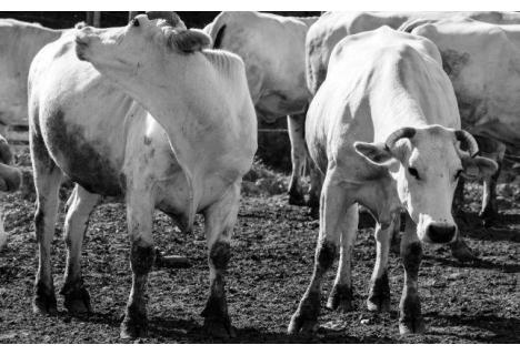 Chianina Rind: Eine Reise durch die Geschichte, Rassemerkmale und warum die Fiorentina das berühmteste Steak der Welt ist