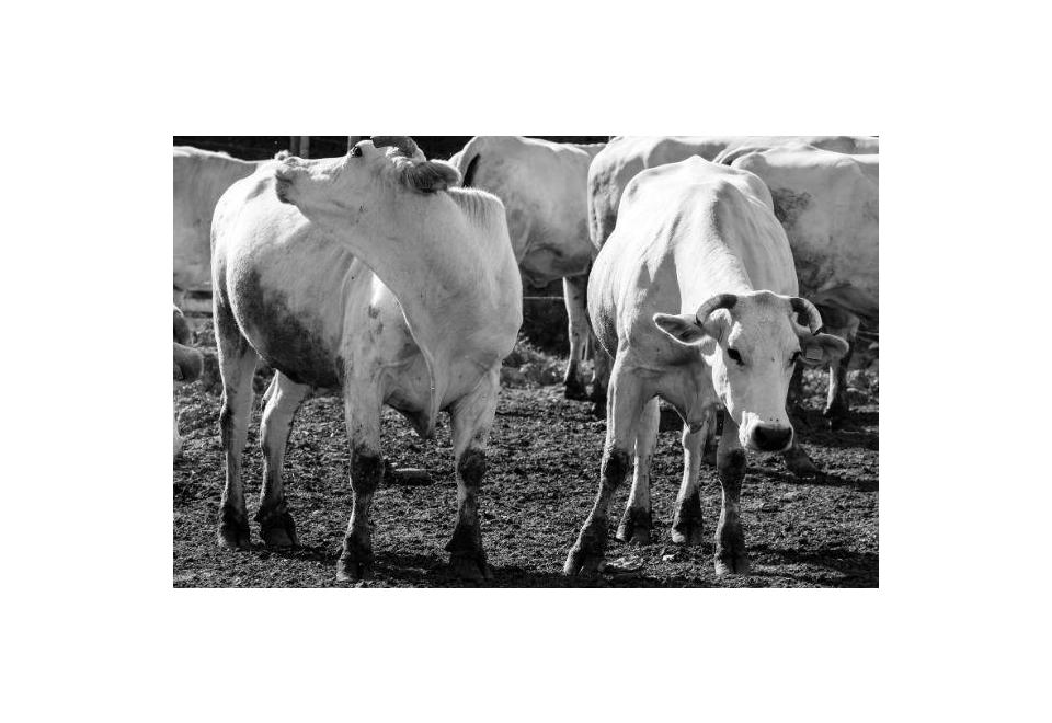 Chianina Rind: Eine Reise durch die Geschichte, Rassemerkmale und warum die Fiorentina das berühmteste Steak der Welt ist