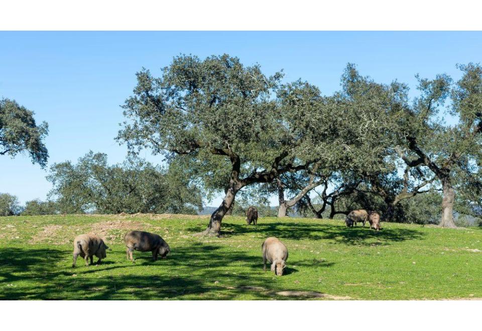 Prosciutto iberico con grissini