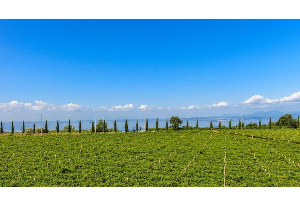 Lugana DOC-Weine: Perlen der Gardaseeregion