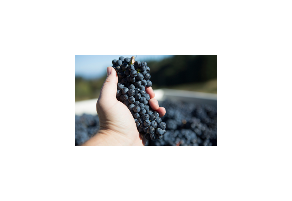 6 migliori Pinot Nero italiani