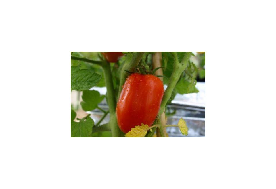 Pomodoro di san Marzano DOP: caratteristiche e dove acquistarlo