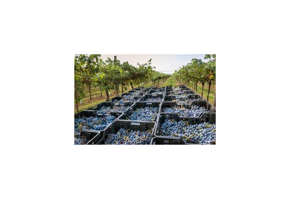 I Vini della Valpolicella: L'Eccellenza sulle Nostre Tavole