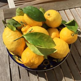 Sizilianische Zitronen
