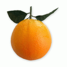 Sicilian Vaniglia oranges